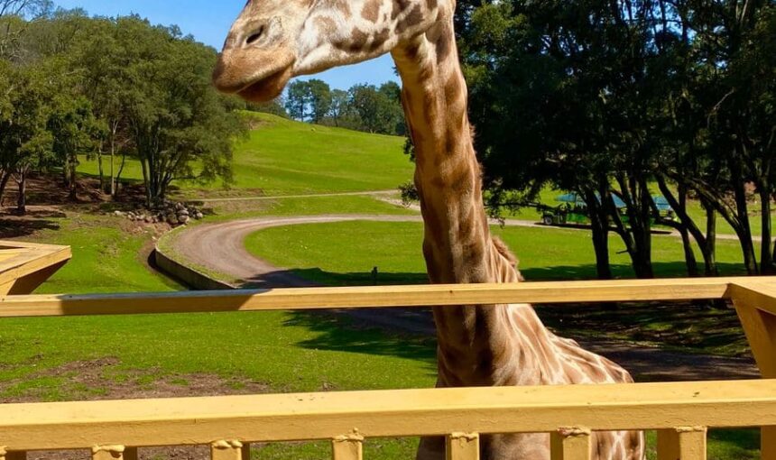 Jirafas Bioparque Estrella